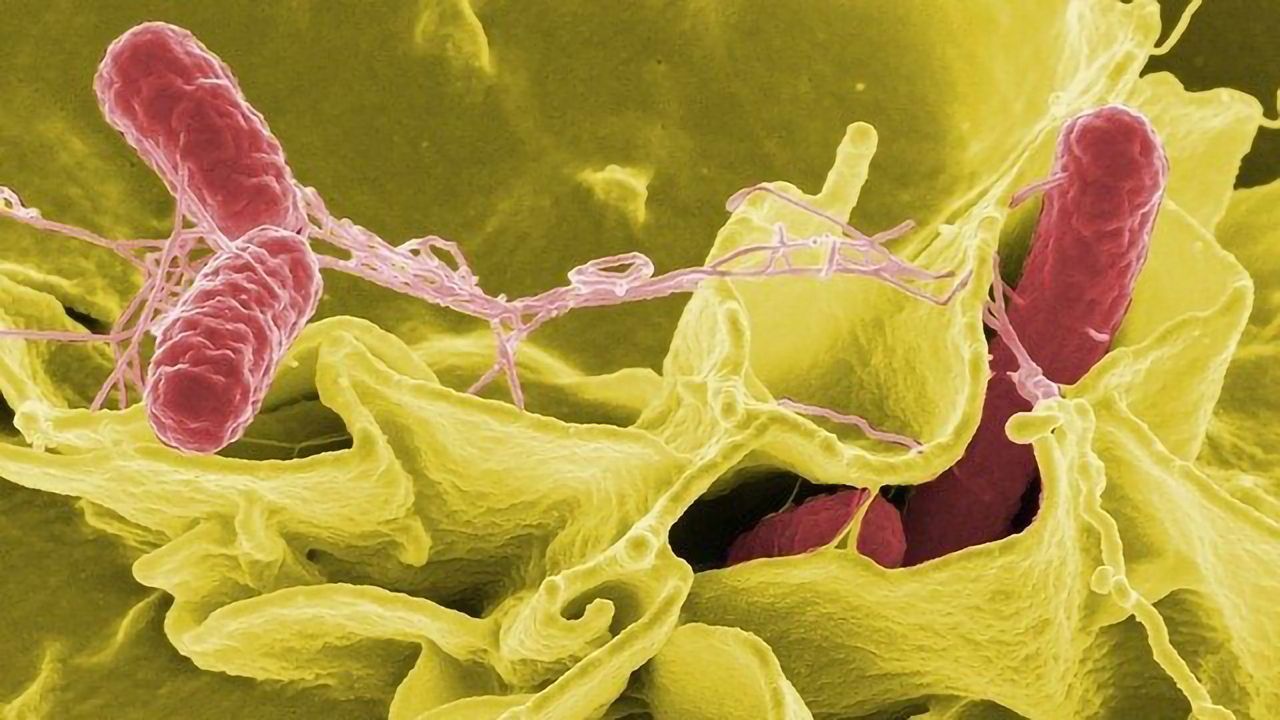 Salmonella - How the Body Fights Back