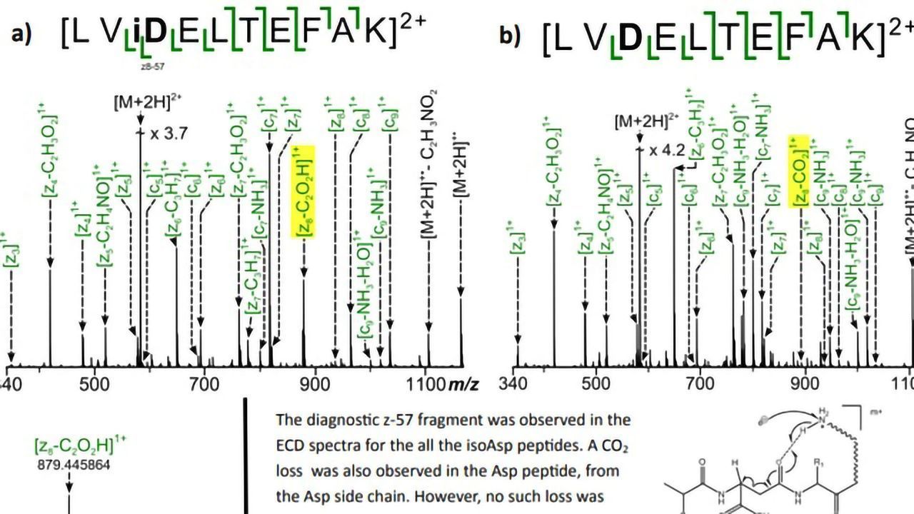 Comparison of UVPD and ECD To Distinguish Between the Isomeric Products of Deamidation Using FT-ICR MS