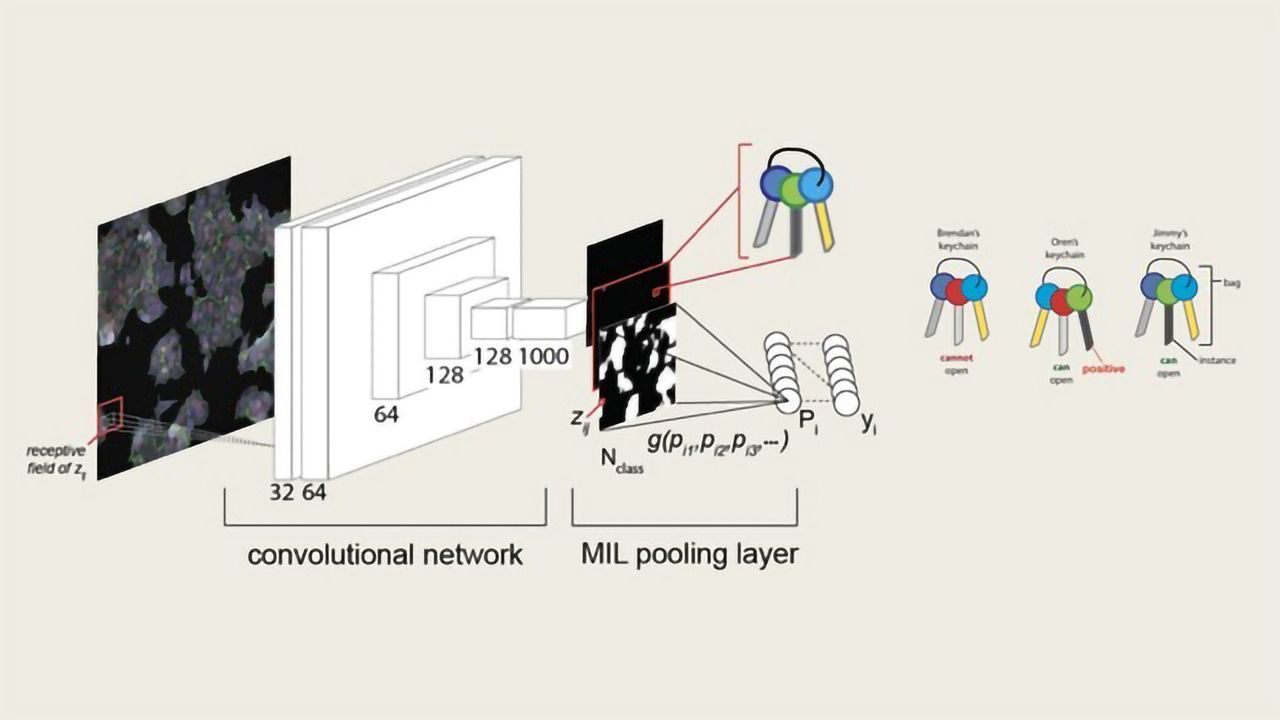 An Automated Deep-learning Workflow for HCS