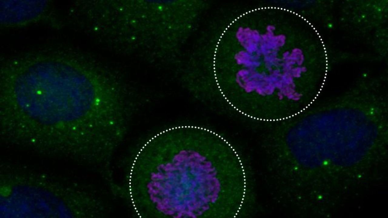 How the Cellular Recycling System Is Put on Hold While Cells Divide