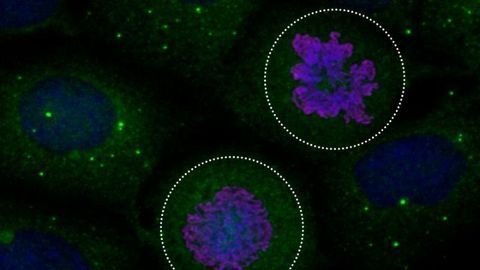 How the Cellular Recycling System Is Put on Hold While Cells Divide