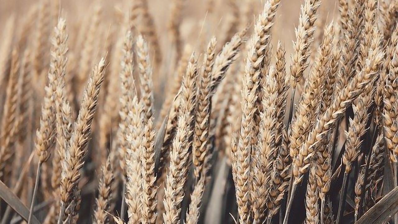 Unlocking Photosynthesis Could Meet Growing Food Demands
