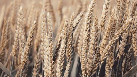 Unlocking Photosynthesis Could Meet Growing Food Demands