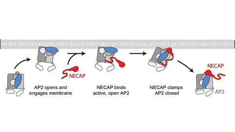 No Deliveries: How Cells Decide When to Accept Extracellular Packages