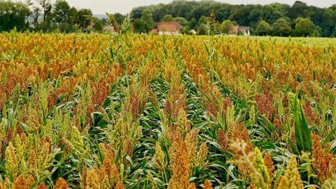 AI Helps Breed Climate-resilient Crops