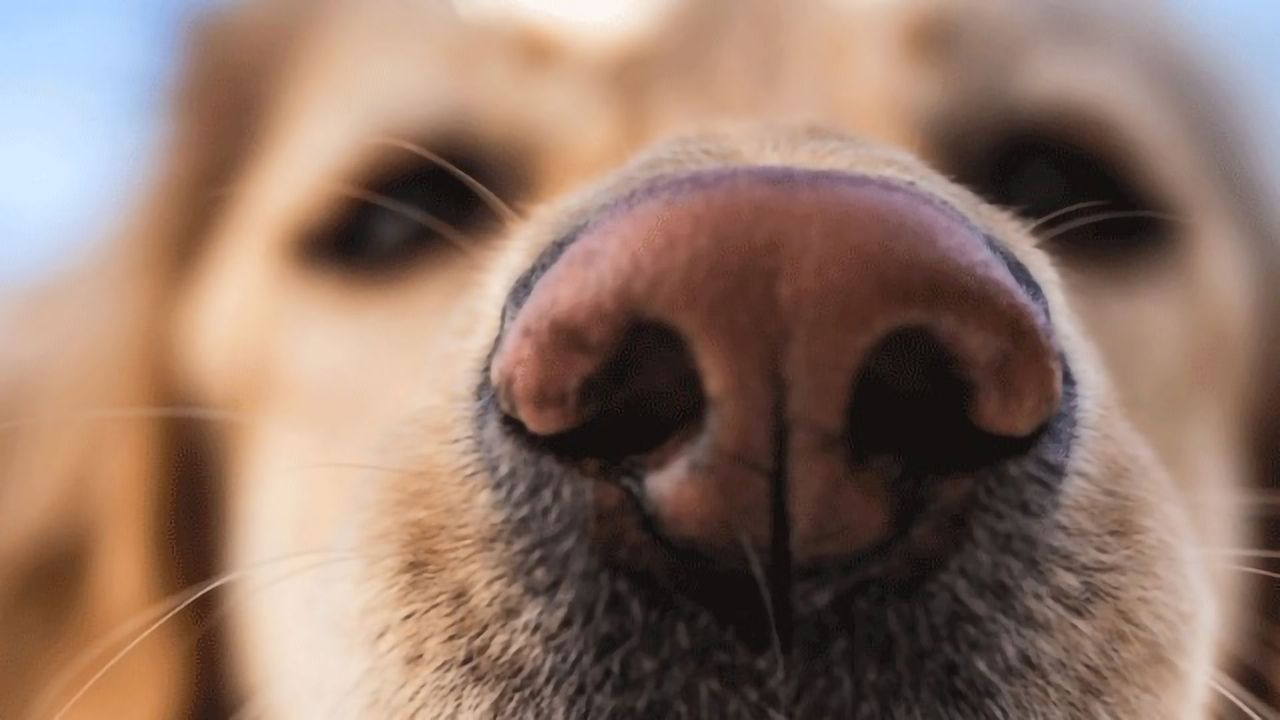 How We're Using Dogs To Sniff Out Malaria