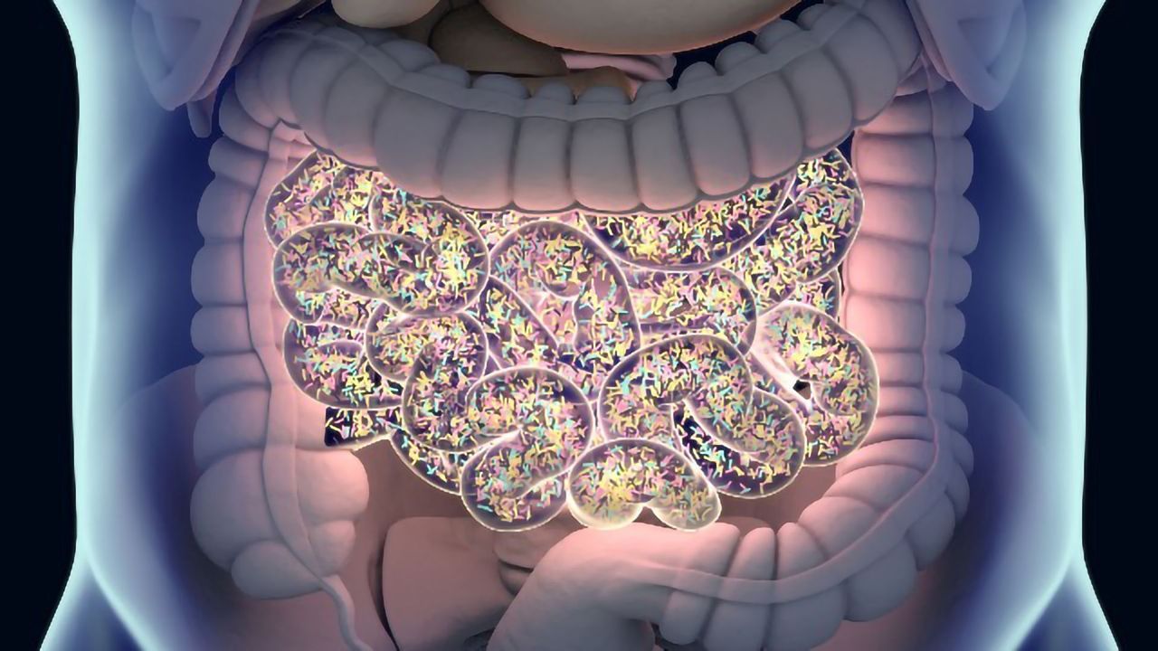 Bacteria in the Gut May Alter Aging Process