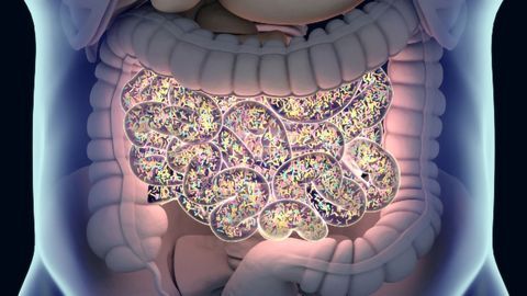 Bacteria in the Gut May Alter Aging Process