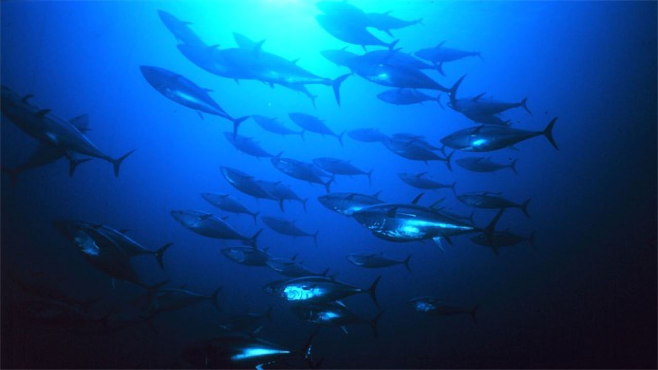 Tuna’s Carbon Ratios Hint at Shift in Oceanic Food Web