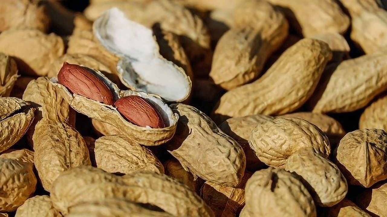 Antibody Injection Temporarily Stops Peanut Allergy