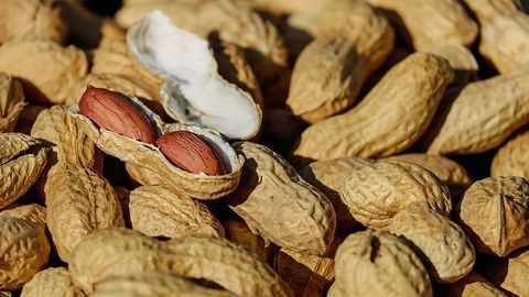 Antibody Injection Temporarily Stops Peanut Allergy
