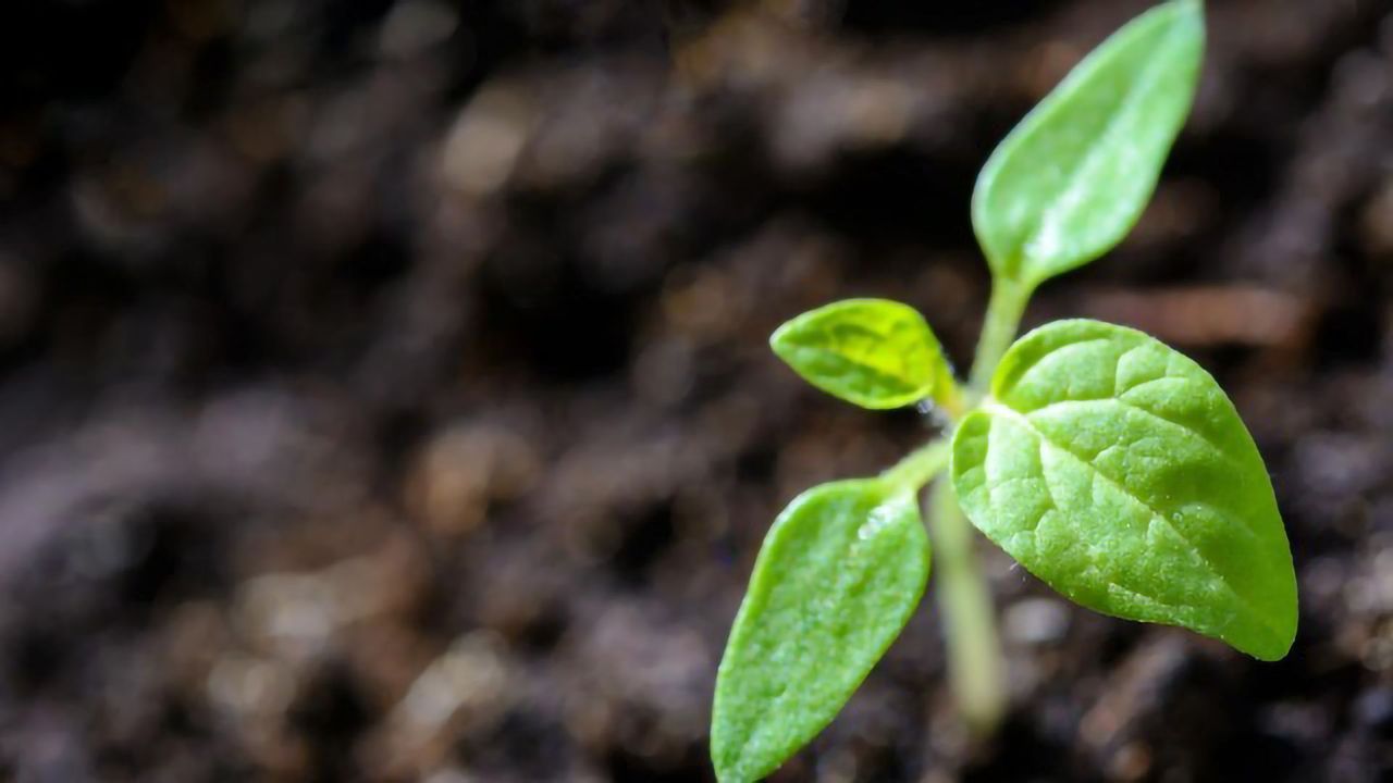 How To Build a Chloroplast