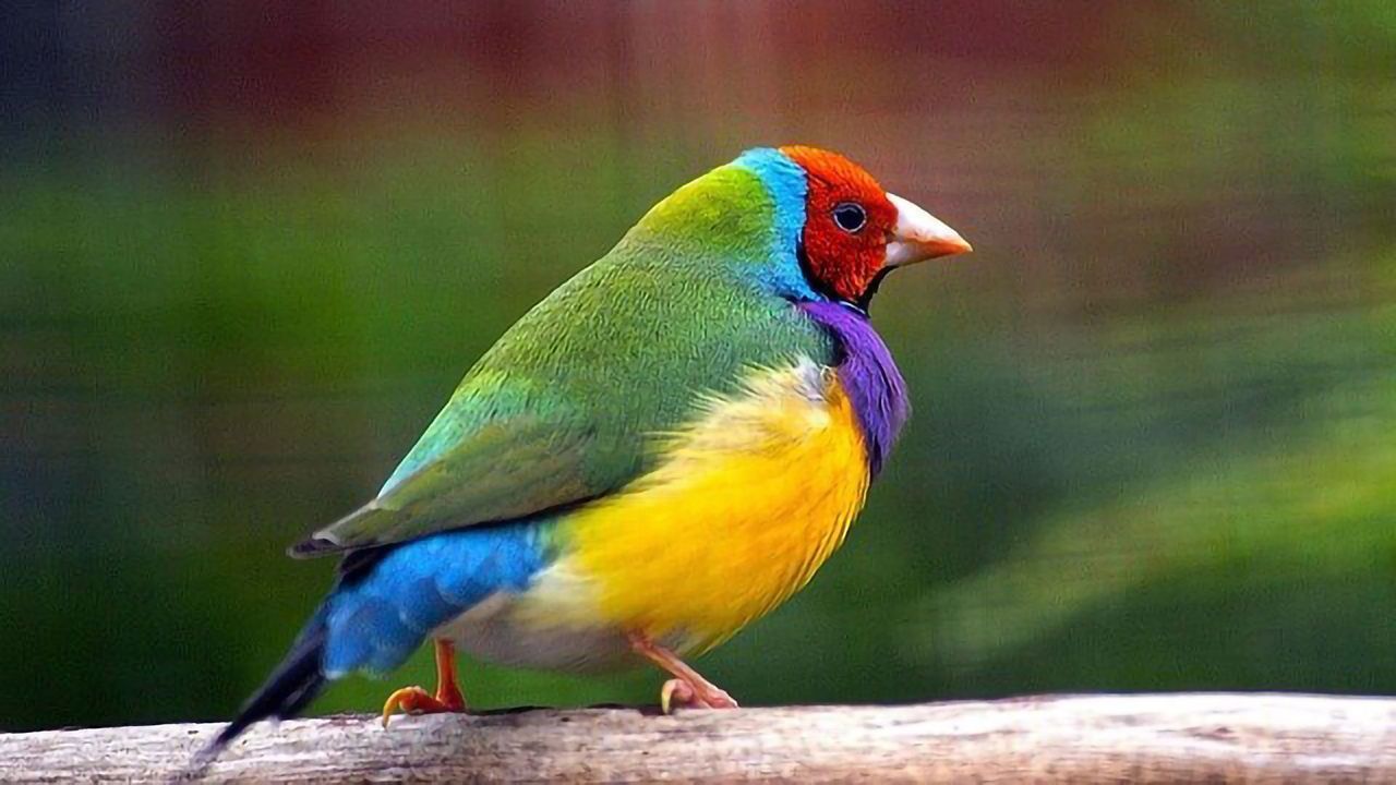 eDNA Helps Track Endangered Gouldian Finch