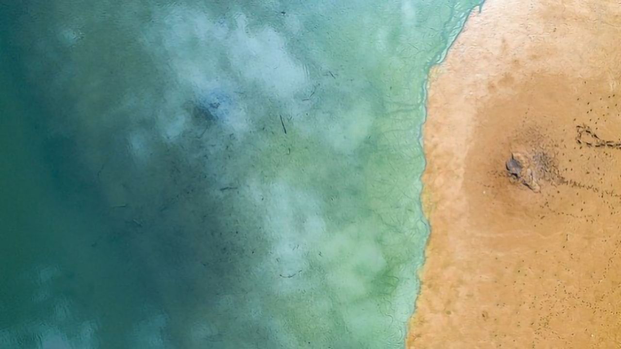 Something New in the Ocean's Blue