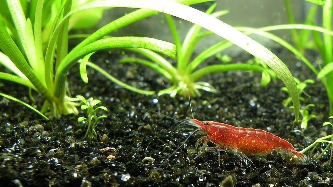 Water Characteristics Control Freshwater Plant Distribution