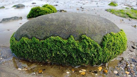 How Natural Genetic Engineering Allowed Plants To Move From Water to Land