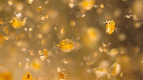 10,000 Times Lower Concentrations of Toxic Substances May Affect Sensitive Individuals