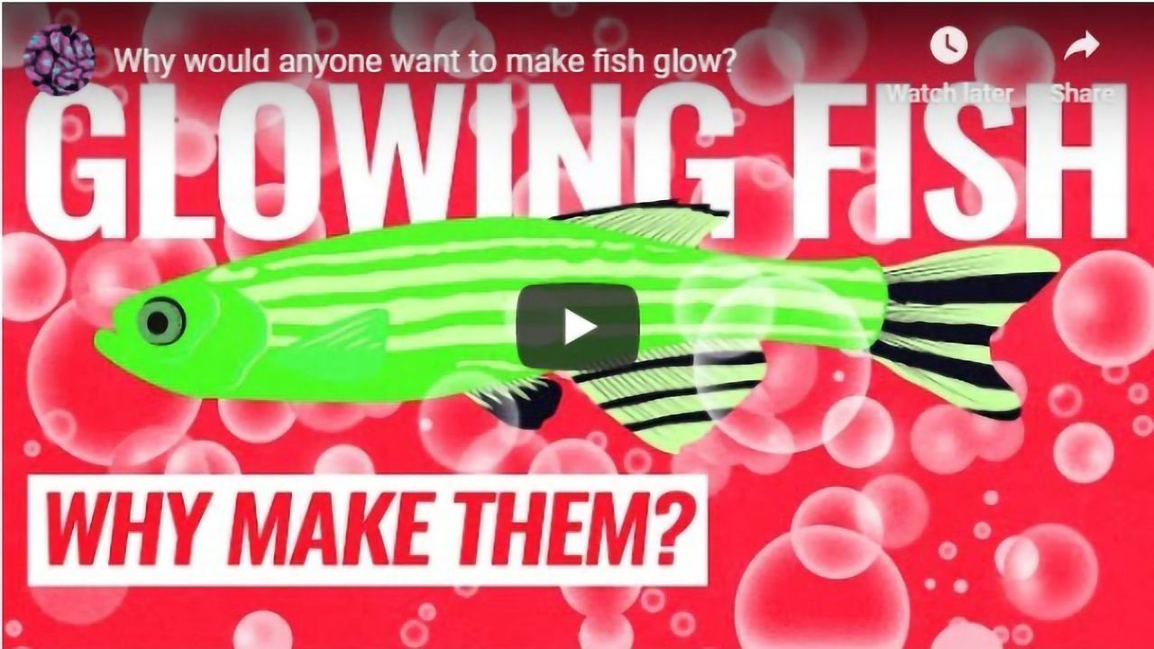 Why Would Anyone Want To Make Fish Glow?