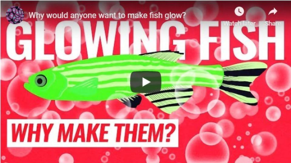 Why Would Anyone Want To Make Fish Glow? content piece image