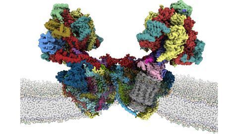 Structure of Mitochondrial ATP Synthase Is Solved