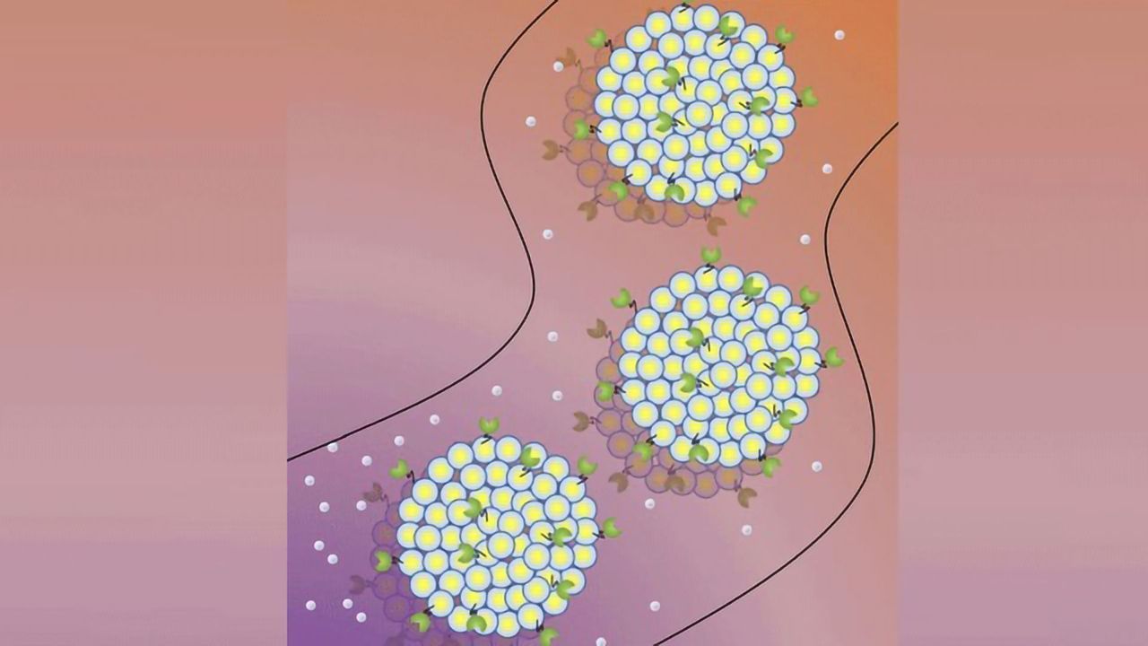 Directing Self-propelled Protocells To Deliver Drugs