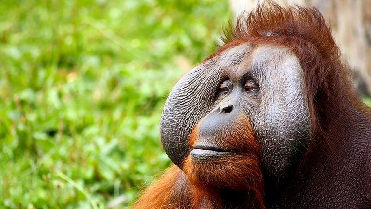 Orangutan Connected Directly to Extinct Giant Ape