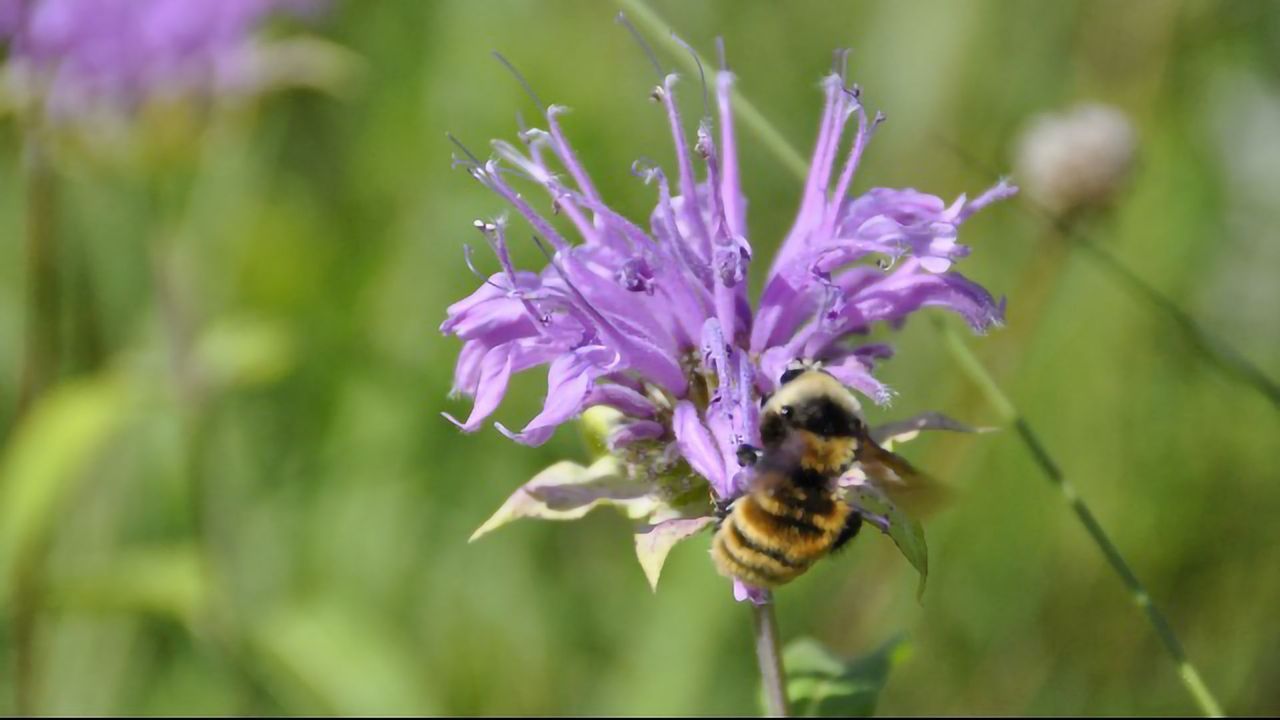 Seed Collection Benefits Environment and Food Production