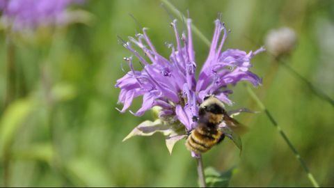 Seed Collection Benefits Environment and Food Production