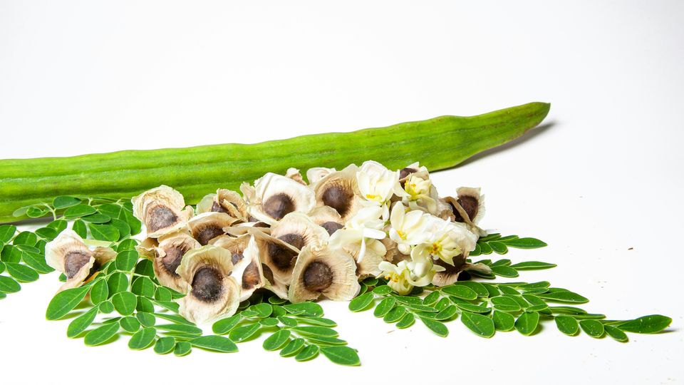 Moringa seeds used in water purification amongst green leaves against a white background.