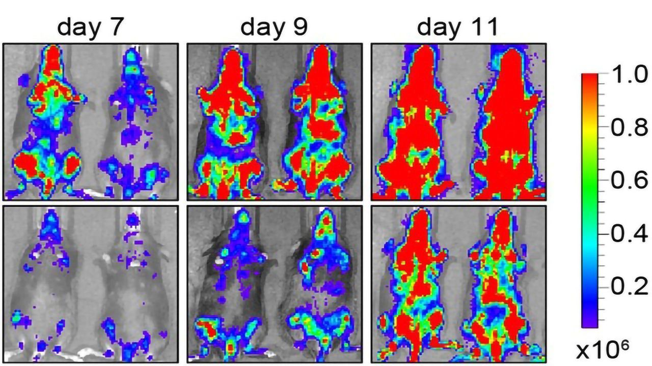A Milestone Is Reached For New Leukemia Drug
