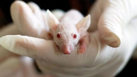 Predicting Mouse Memory Loss Before It Happens Could Benefit Alzheimer's Research