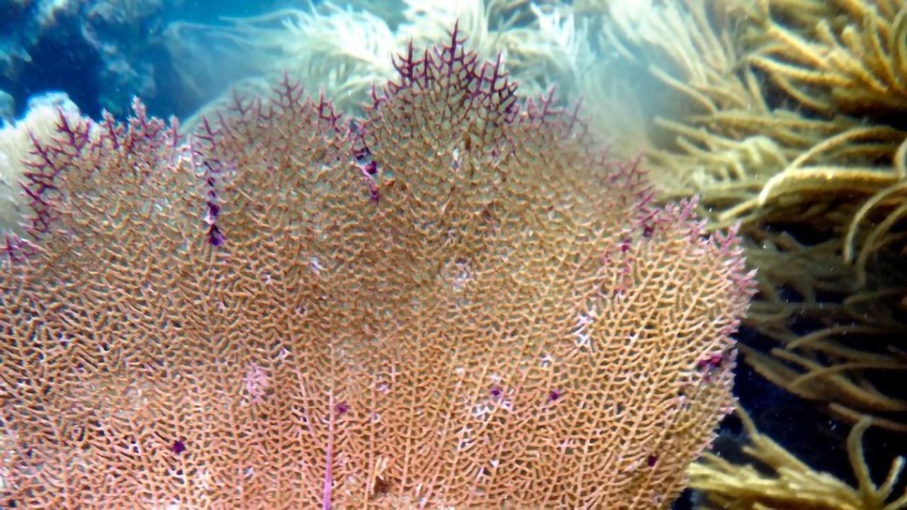 Metal Pollution an Emerging Threat to Corals