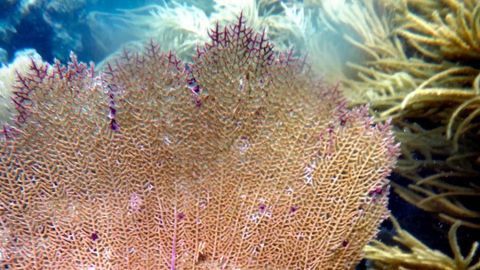 Metal Pollution an Emerging Threat to Corals