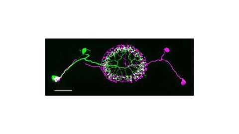 Malleable Mental Maps Help Flies Navigate