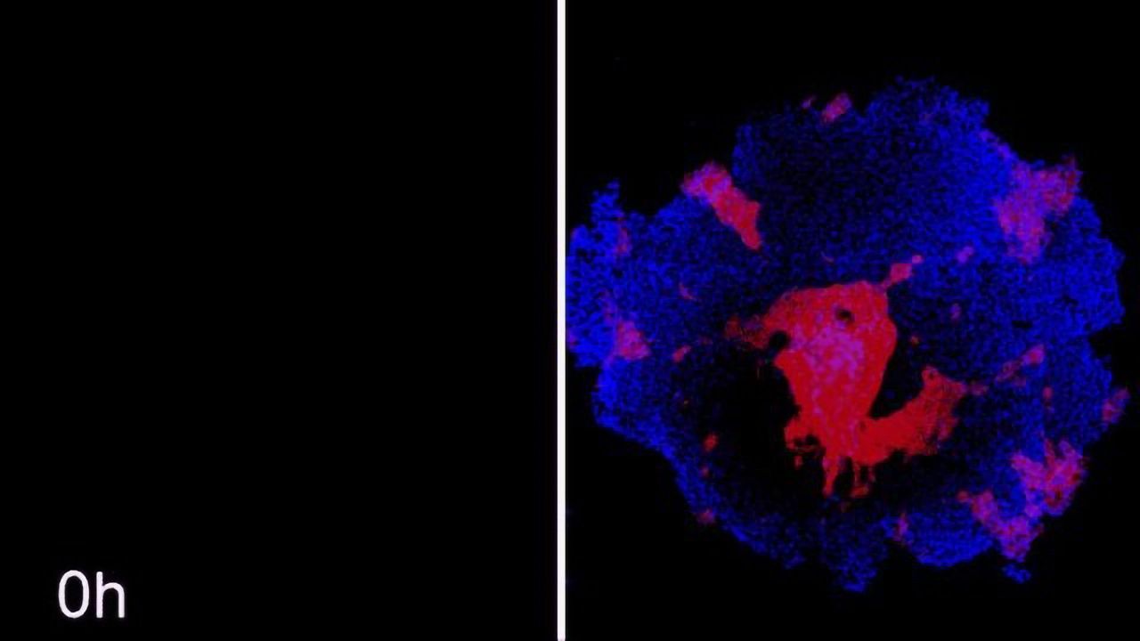 Coaxing Stem Cells Into Custom Shapes Could Be Route to Personalized Organs