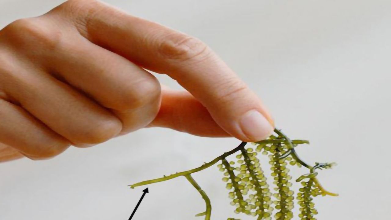 Revealing Tasty Genetic Secrets of “Sea Grapes”