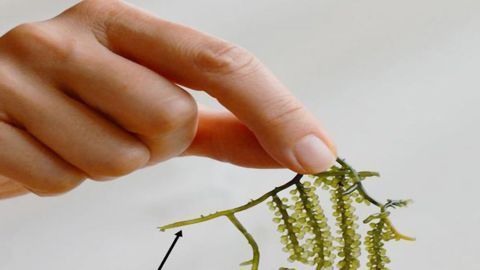 Revealing Tasty Genetic Secrets of “Sea Grapes”
