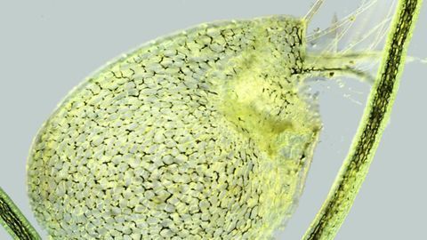 Nature’s Secret Recipe for Making Leaves Is Discovered