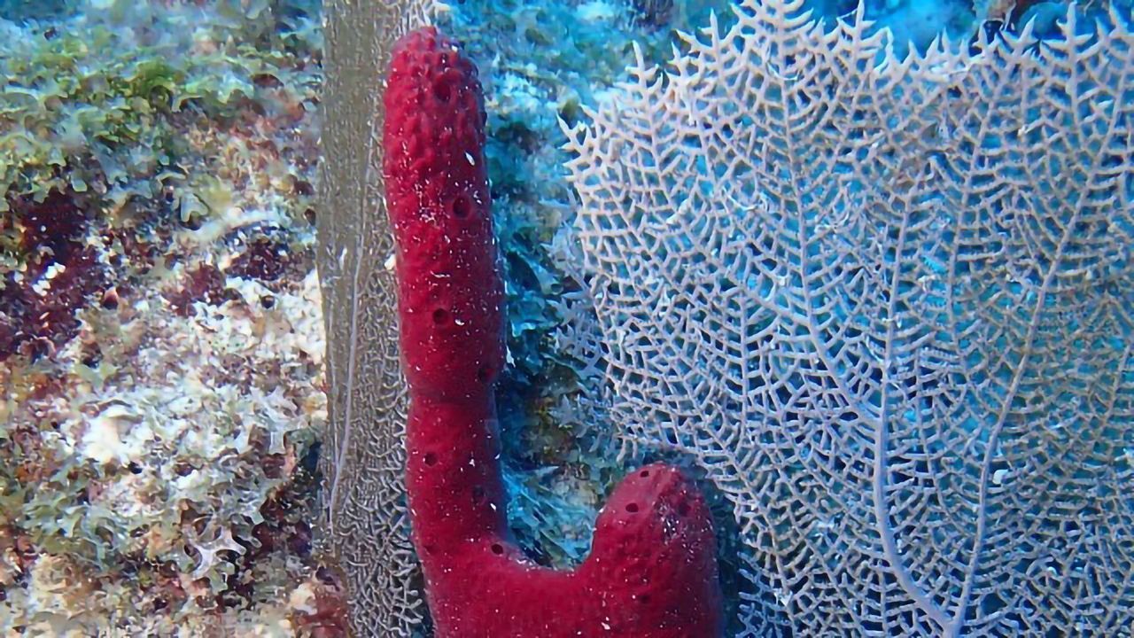 Breakthrough Improves Marine Sponge Cell Culture