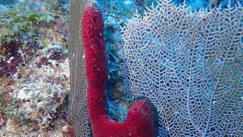 Breakthrough Improves Marine Sponge Cell Culture