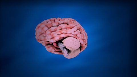 The Multifunctional Small Brain