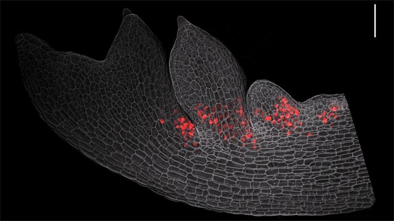 Evolution Promotes Novelty by Keeping Genes in Check