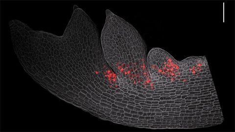 Evolution Promotes Novelty by Keeping Genes in Check