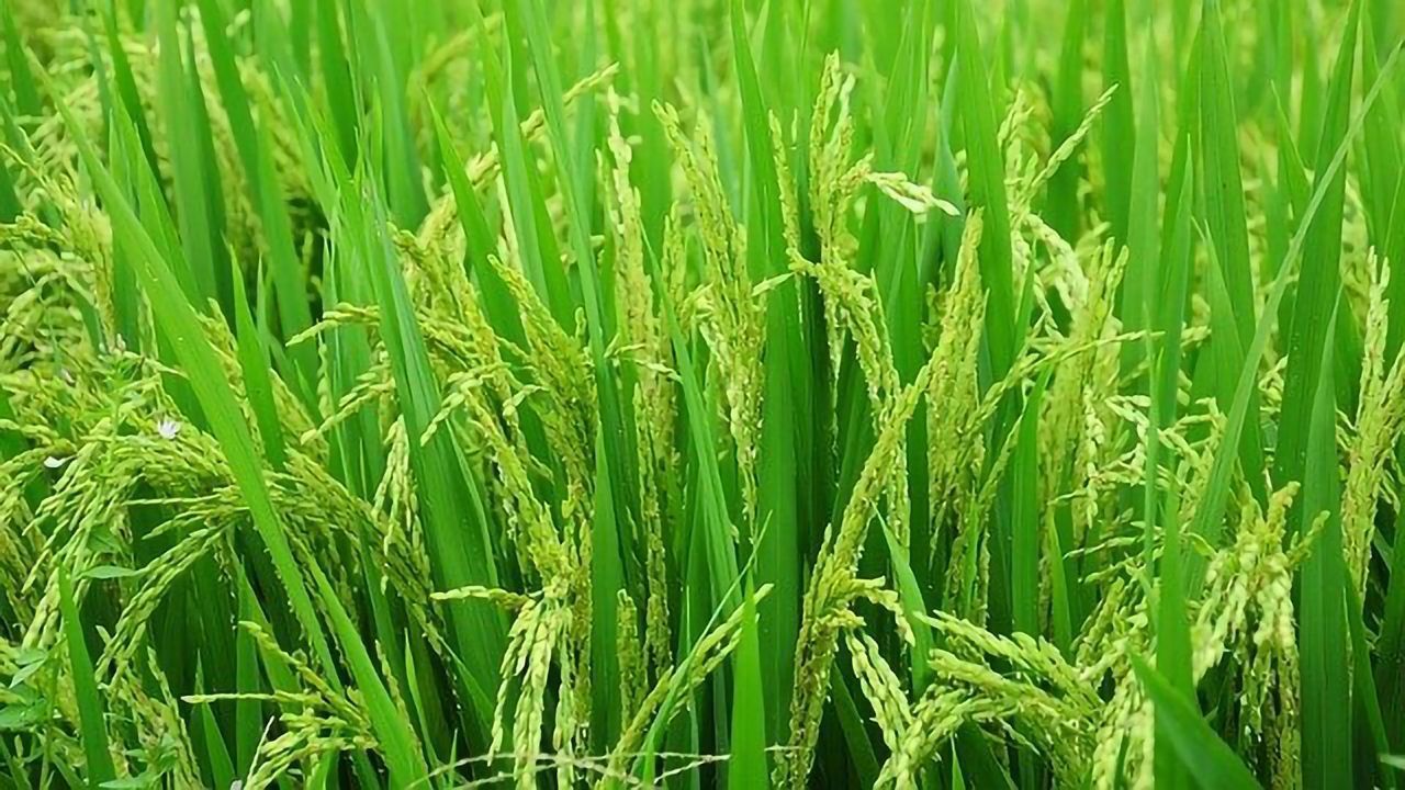 Rice Teams Up With Bacteria and Fungi