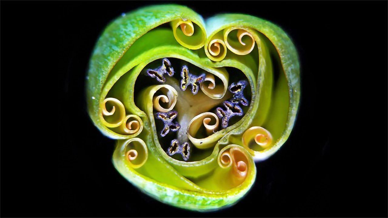Tulip Bud