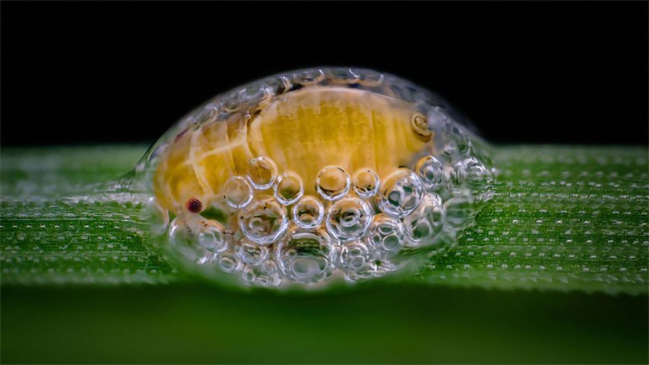 Bug in a Bubble House