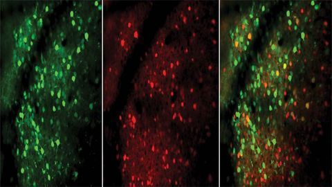 Excitatory vs. Inhibitory Neurons