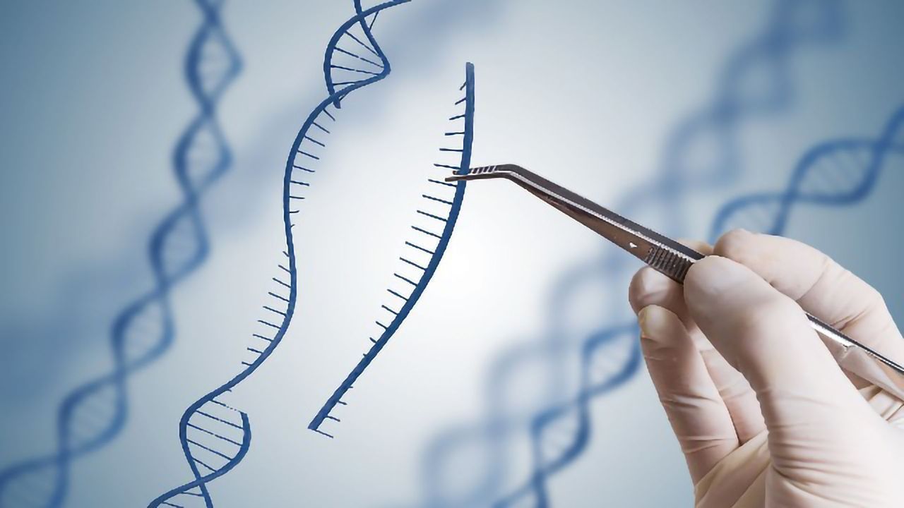 Protein-clearing Gene Could Play Role in Autism, Suggests Mouse Study
