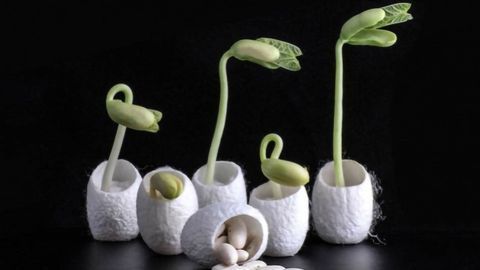 A Coat of Silk and Microbes Boosts Agriculture at Salty Sites
