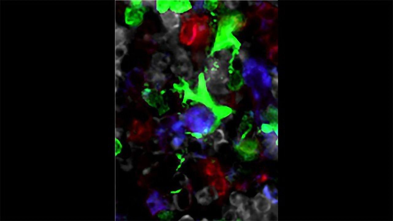 Revealing How Our Microbiota Co-ordinate Our Body